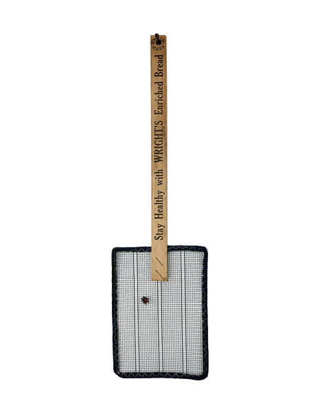 Nine-spotted Lady Beetle