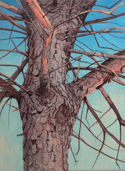 Bark of a Blue Spruce