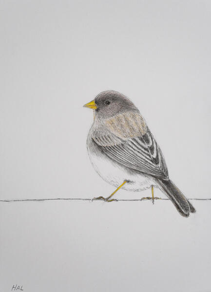 Junco Perched on a Wire