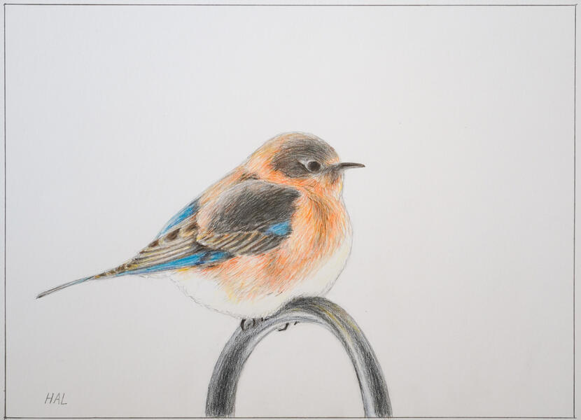 Bluebird Sitting on the Shepard's Hook
