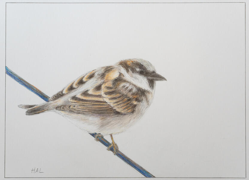 Male House Wren Perched on a Wire