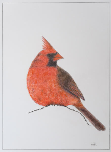 Male Cardinal Sitting on a Snow Mound