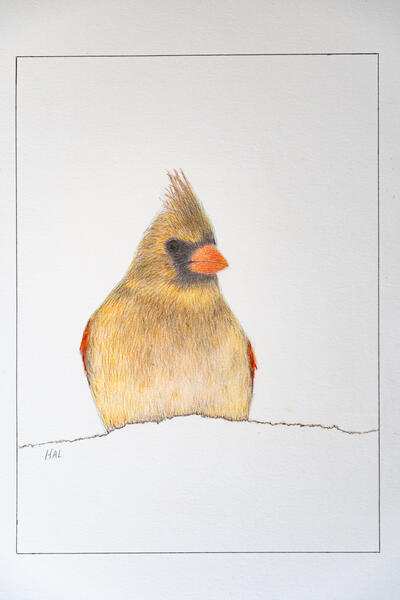 Female Cardinal Sitting in a Snow Pile