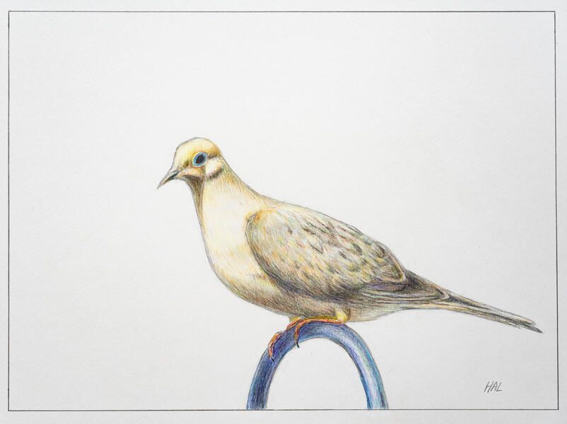 Morning Dove Perched on the Shephard's Hook