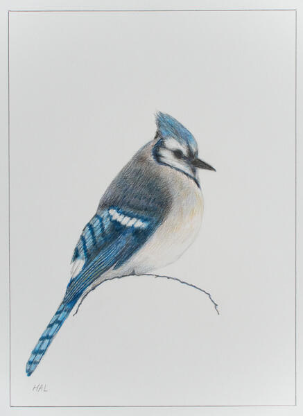 Bluejay Sitting on a Snow Mound
