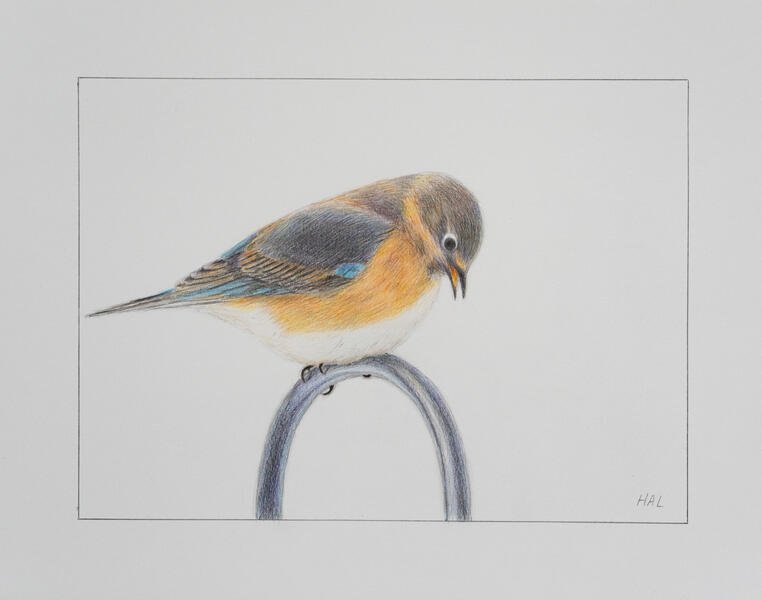 Bluebird Looking Down at the Bird Feeder