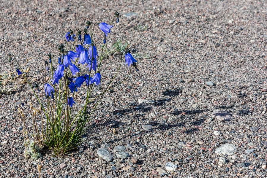 Arctic Bluebells (2018)