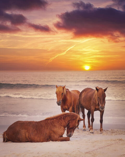 Casual Morning on Assateague Island