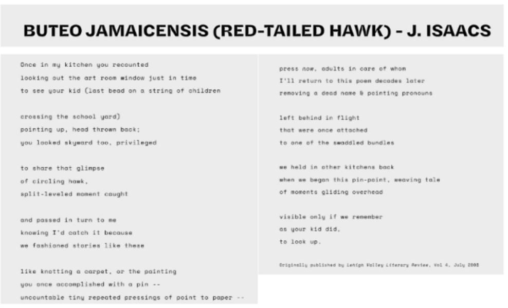 Buteo jamaicensis (Red-tailed Hawk) - Bulb Culture Collective, August 2025