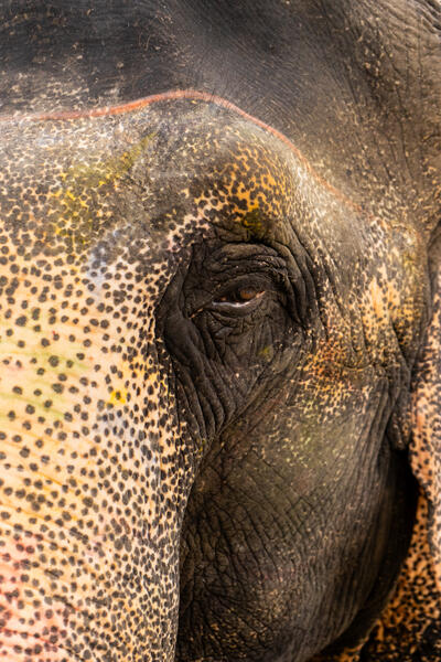 The Eye of the Elephant