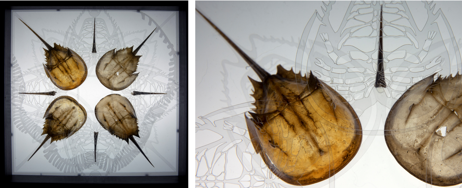 Super Flower Blood Moon