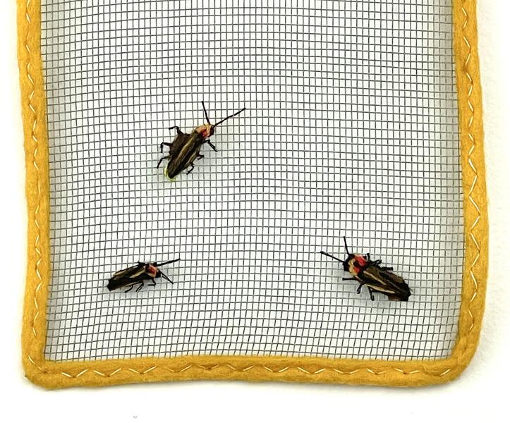 Bethany Beach Firefly