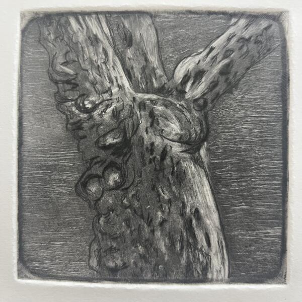 Platanus Occidentalis