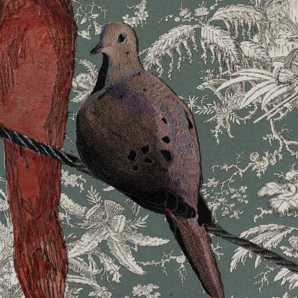 Detail of Mourning Dove 