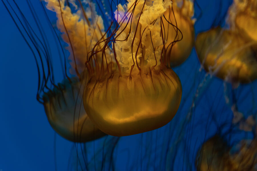 Jellies