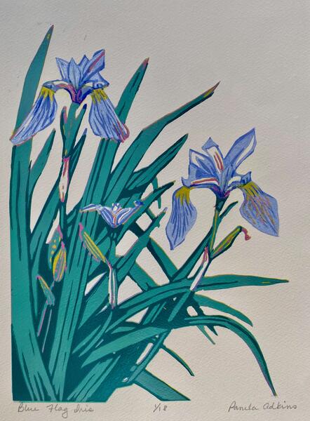 Blue Flag Iris