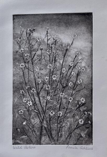 Wild Asters