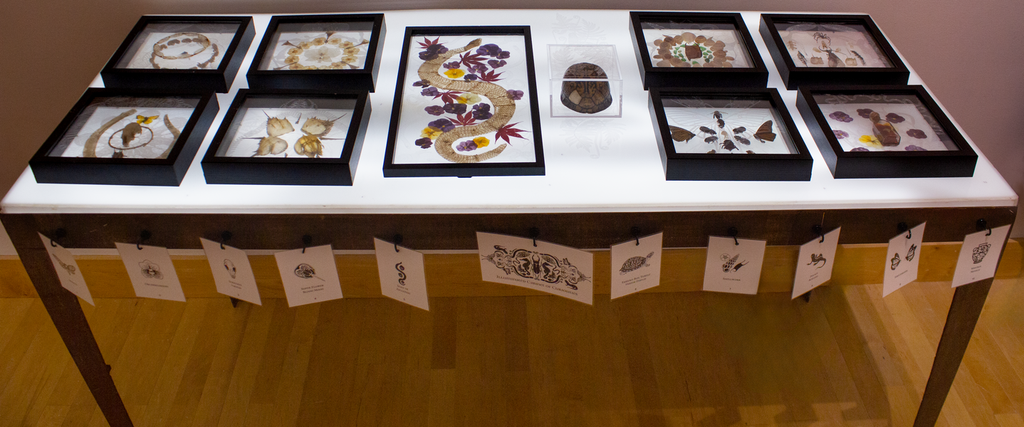 Illuminated Curiosities_2.png