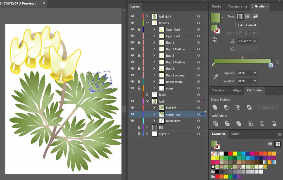 Process of Creating Dutchman's breeches graphic