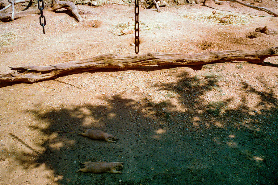 Maryland Zoo, Baltimore, MD