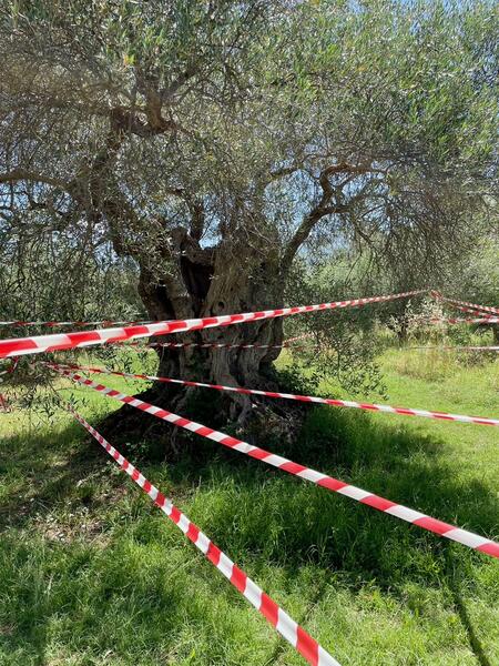 Olivastra Tree_installation.jpeg