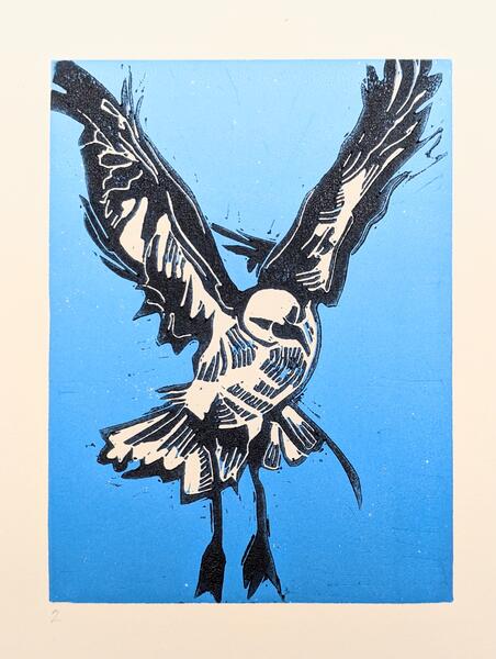 Gull on Blue Background