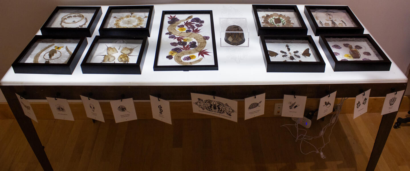 Installation of Illuminated Curiosities