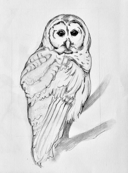 Barred Owl