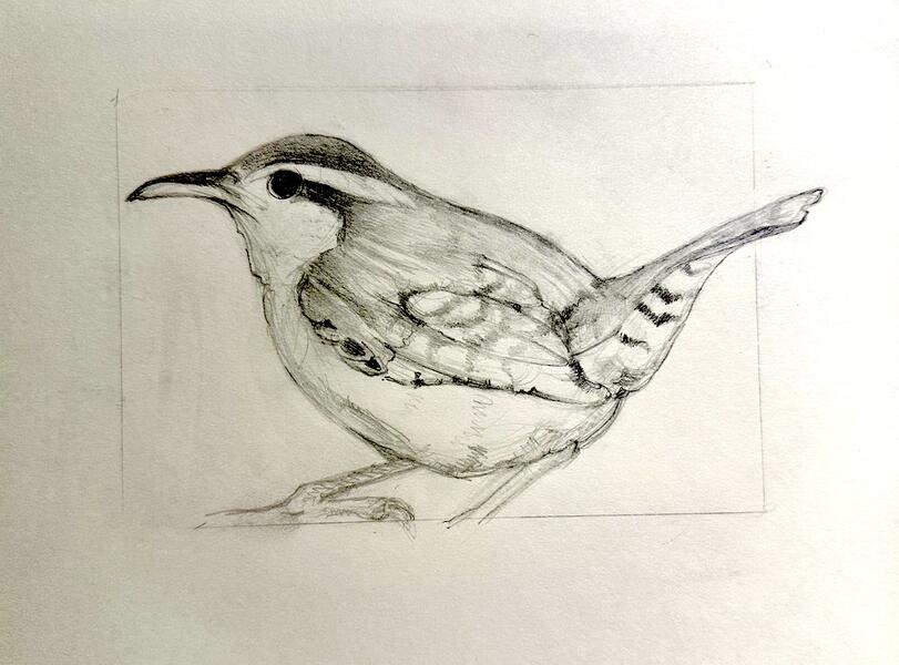 Carolina Wren