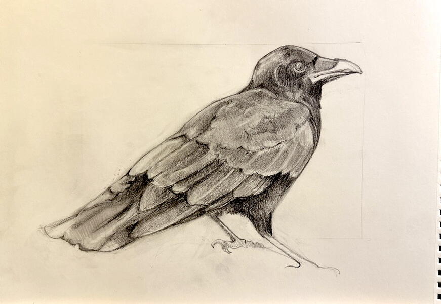 Crow