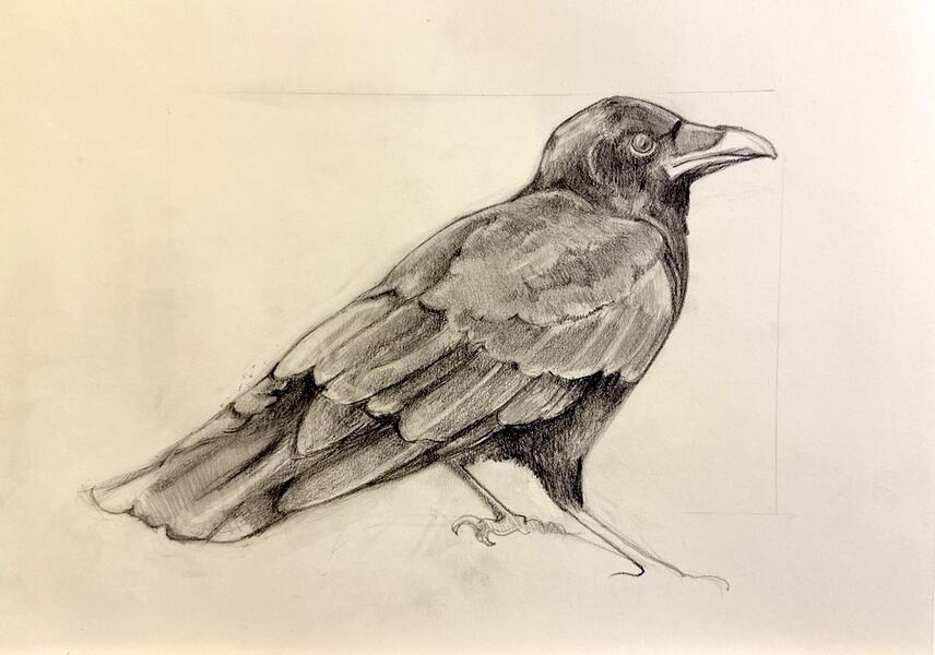 Crow