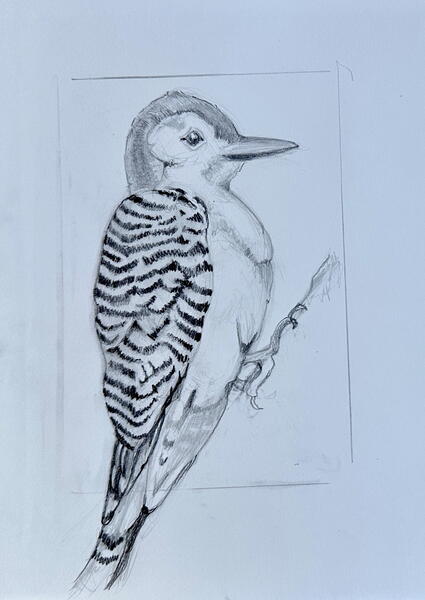 Red Bellied Woodpecker