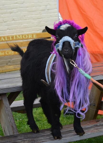 Rocks Ant Tar and friends - FRIEND 