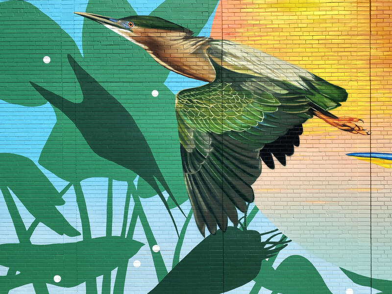 Chesapeake College Cambridge Center, Green Heron 