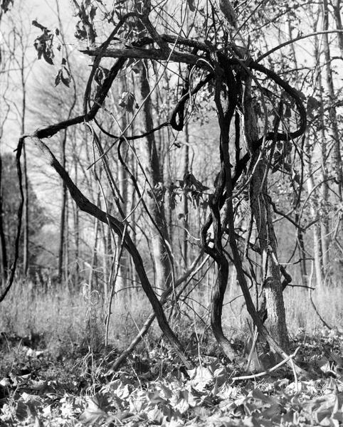 Dancers of the Woods