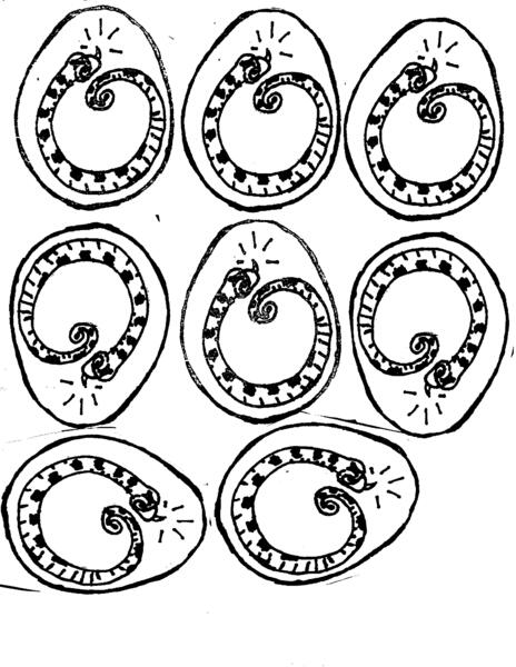 All glory to the EGGTOOTH!