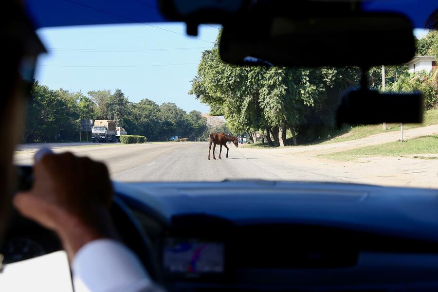 ¡Muévete, caballo loco!