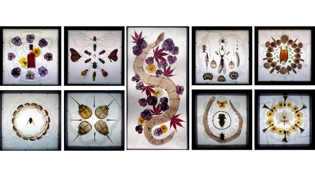 Illuminated Curiosities (2022 - ongoing)