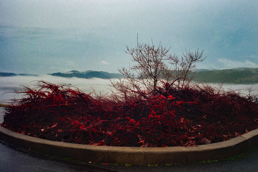 King Estate Vineyard, Eugene, OR 2006