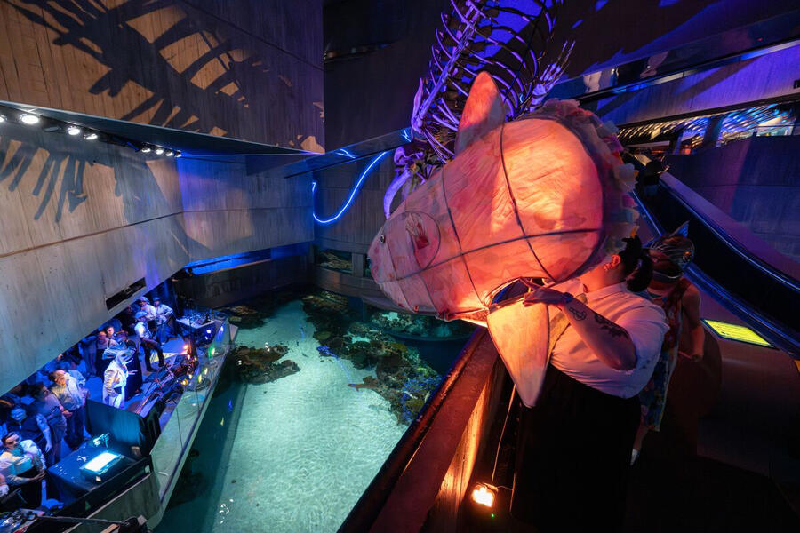 Submerged! In the Company of Fish