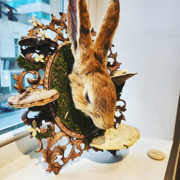 Taxidermy Rabbit