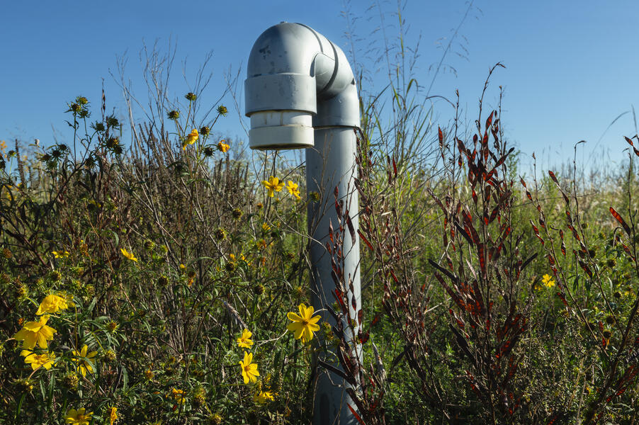 Uncultivated (2025.10.05_3691)