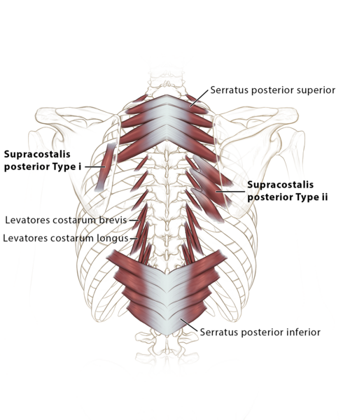 Supra Costalis Type 1 and Type 2 Muscles