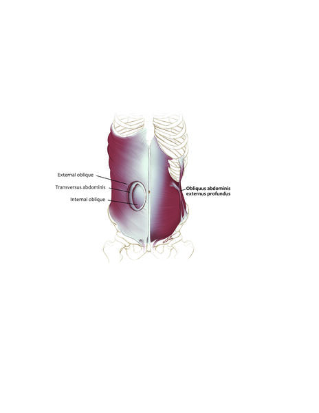 Obliquus Abdominis Externus Profundus Muscle