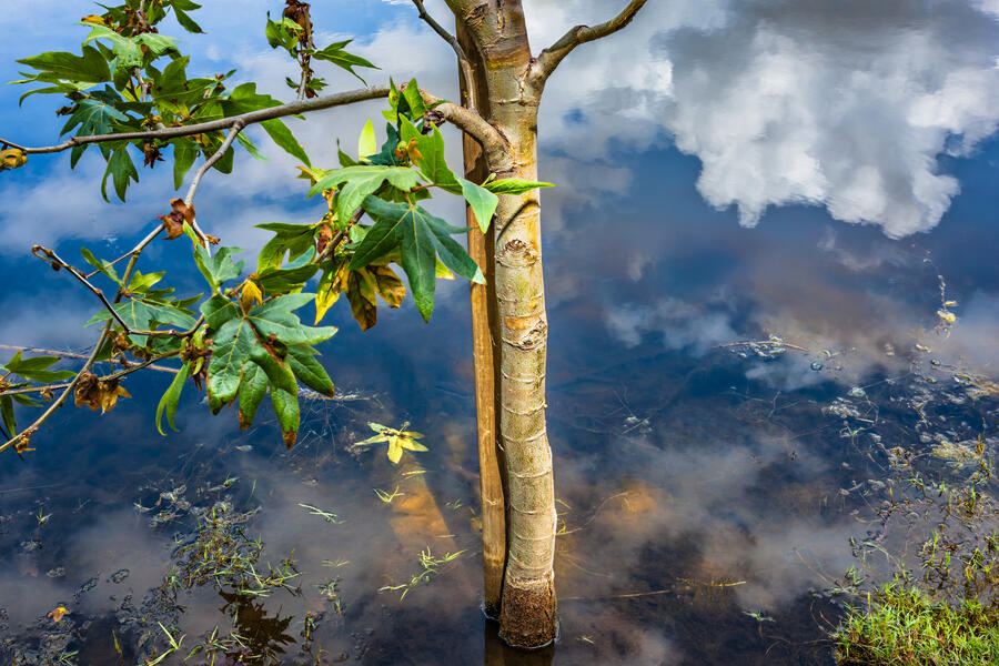 Submerged After the Storm