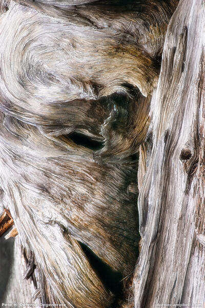 Defense Degenerate Pete