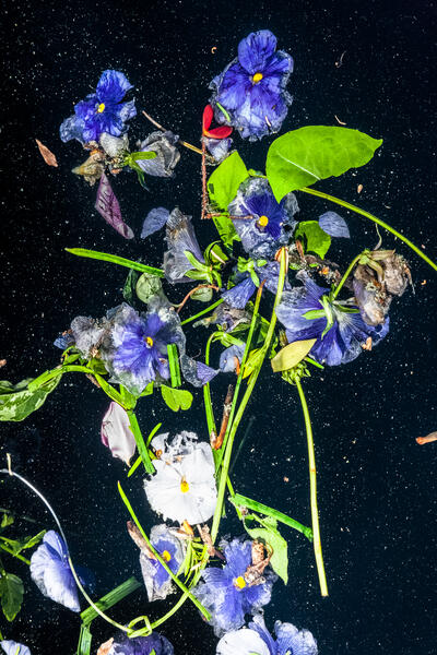 Midnight Arrangement