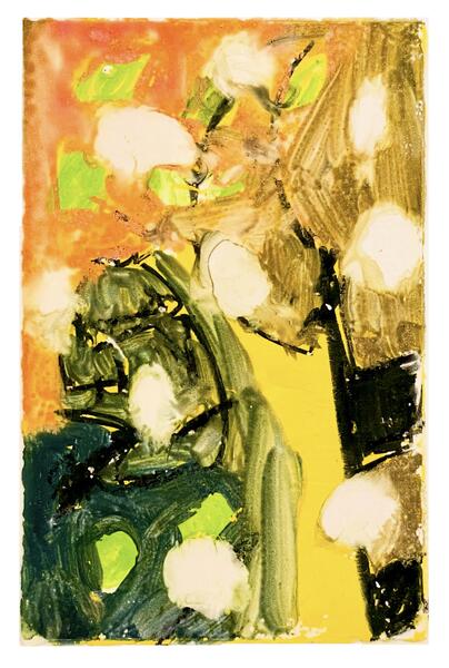 Snow on the Mimosa Tree