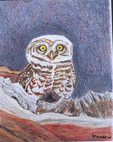 Burrowing Owl