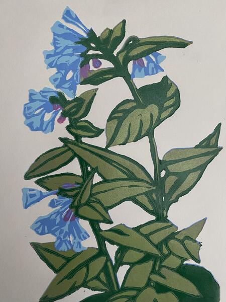 Virginia Bluebells